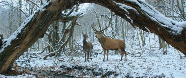 a-testrol-es-lelekrol-szarvasok